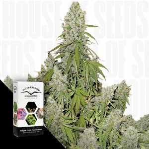 Dutch Passion Auto Ultimate