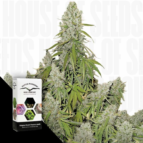 Dutch Passion Auto Ultimate