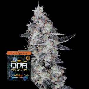 Auto Watermelon Man Dna Genetics