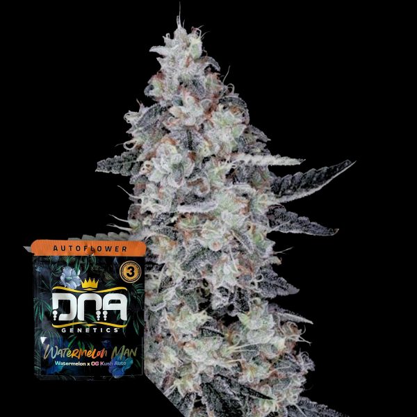 DNA Genetics AUTO Watermelon Man