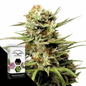 Auto White Widow Dutch Passion