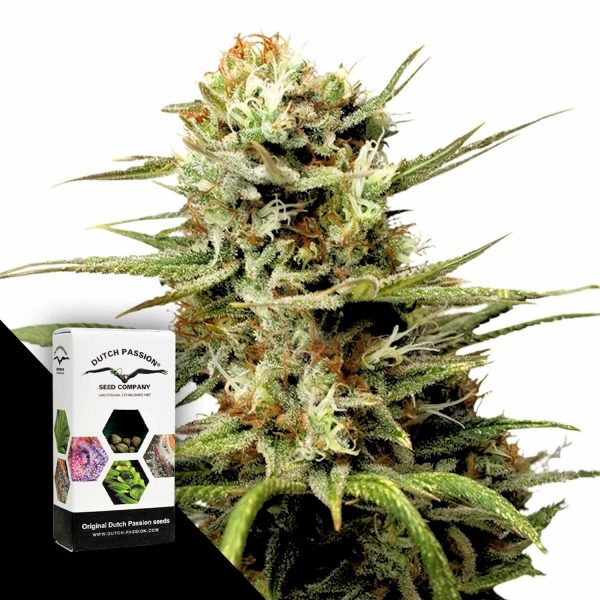 Dutch Passion Auto White Widow