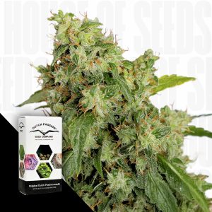 Auto Xtreme Haze Dutch Passion
