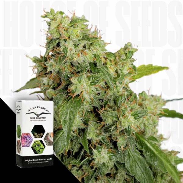Dutch Passion Auto Xtreme Haze