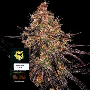 Ayahuasca Purple Barneys Farm