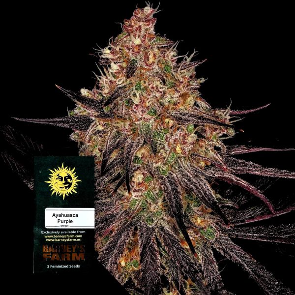 Barneys Farm Ayahuasca Purple