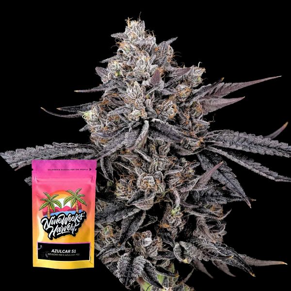 Nine Weeks Harvest Azulcar S1