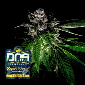 Bakers Delight Dna Genetics