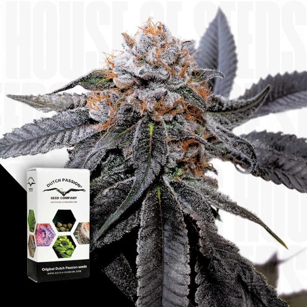 Dutch Passion Banana Blaze