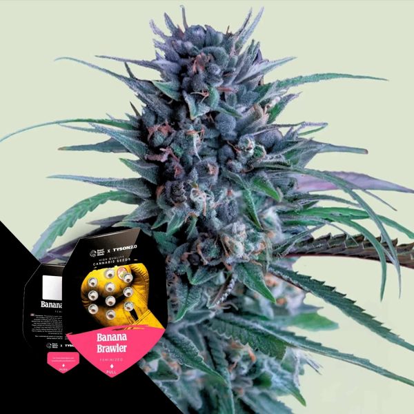 Royal Queen Seeds Banana Brawler