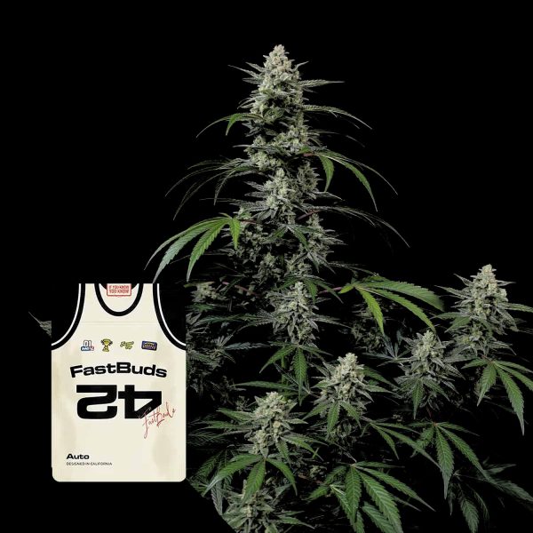 420 Fast Buds Banana Frost Auto