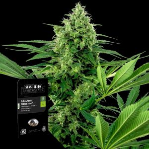 Banana Frosting Sensi Seeds
