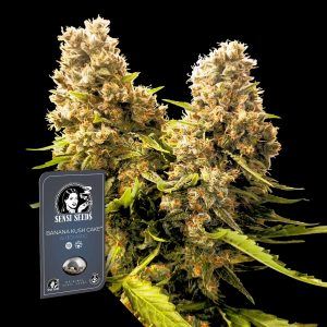 Banana Kush Cake Auto Sensi Seeds