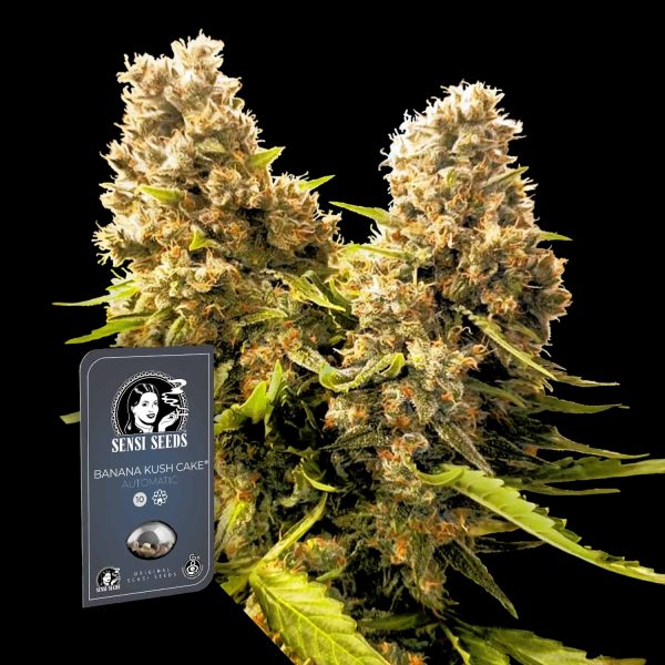 Sensi Seeds Banana Kush Cake Auto