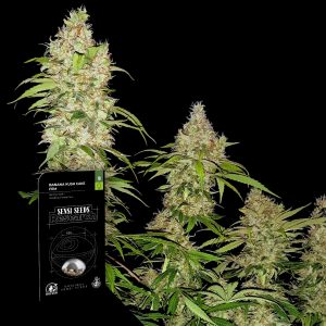 Banana Kush Cake Sensi Seeds