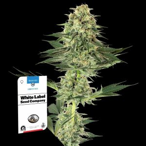 Banana Kush Sensi Seeds
