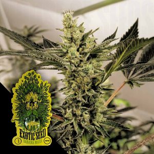 Banana Mash Auto Exotic Seeds