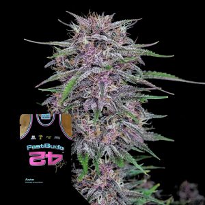 Banana Purple Punch Auto 420 Fast Buds