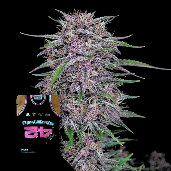 420 Fast Buds Banana Purple Punch Auto