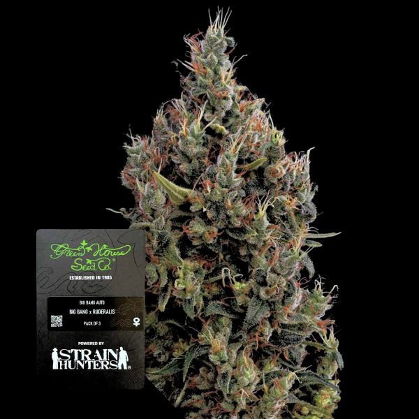 Green House Seeds Big Bang Auto