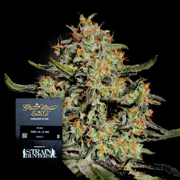 Green House Seeds Big Bang