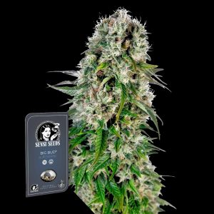Big Bud Auto Sensi Seeds