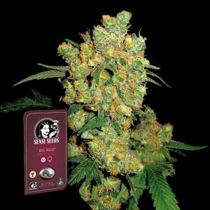Big Bud Sensi Seeds