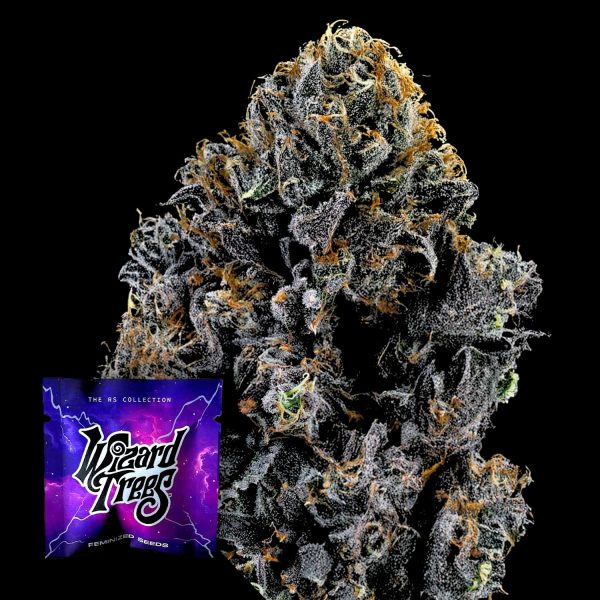 Wizard Trees Big Z