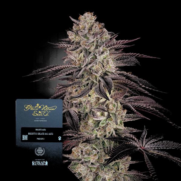 Green House Seeds Biscotti Auto