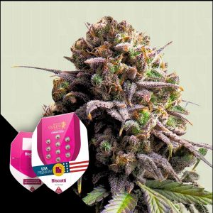 Biscotti Royal Queen Seeds