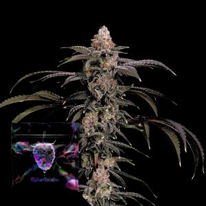 Black Beretta Cipher Genetics