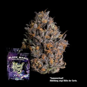 Black Bow Wizard Trees