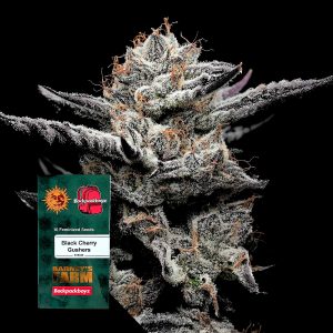 Black Cherry Gushers Barneys Farm