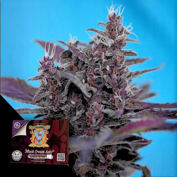 Sweet Seeds Black Cream Auto