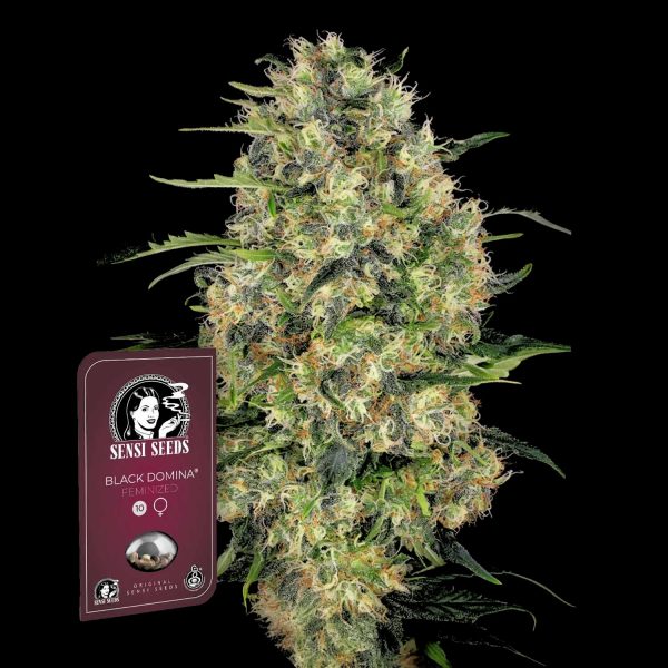 Sensi Seeds Black Domina