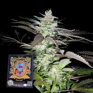 Black Jack Sweet Seeds