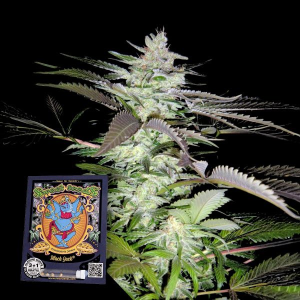 Sweet Seeds Black Jack