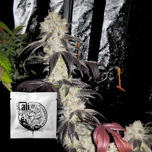 Black Kush Cali Connection