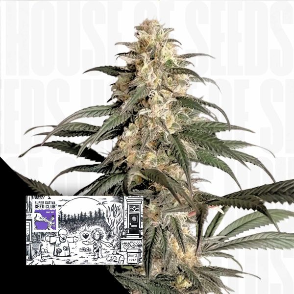 Super Sativa Seed Club Black Lebanon