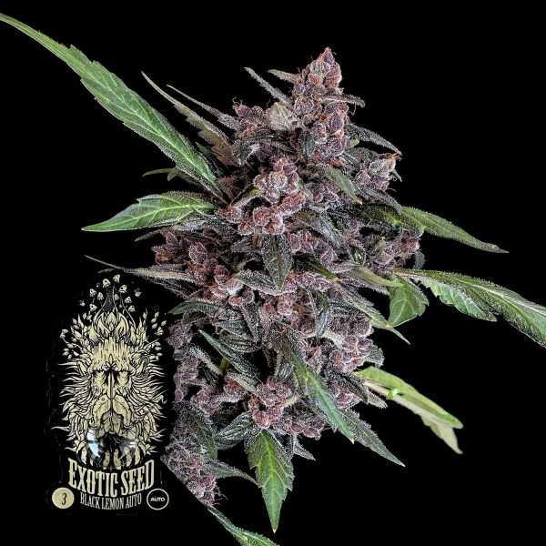 Exotic Seeds Black Lemon Auto