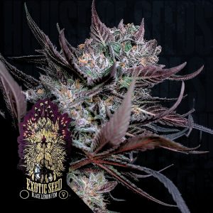 Exotic Seeds Black Lemon