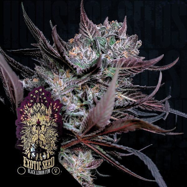 Exotic Seeds Black Lemon
