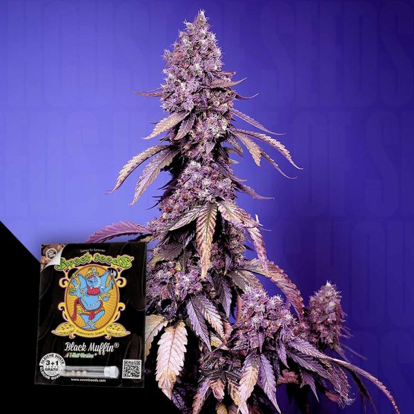 Sweet Seeds Black Muffin F1 FAST