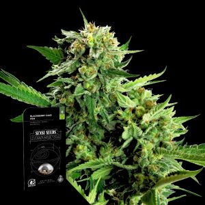 Sensi Seeds Blackberry Cake