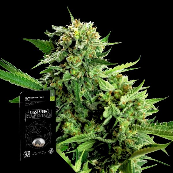 Sensi Seeds Blackberry Cake