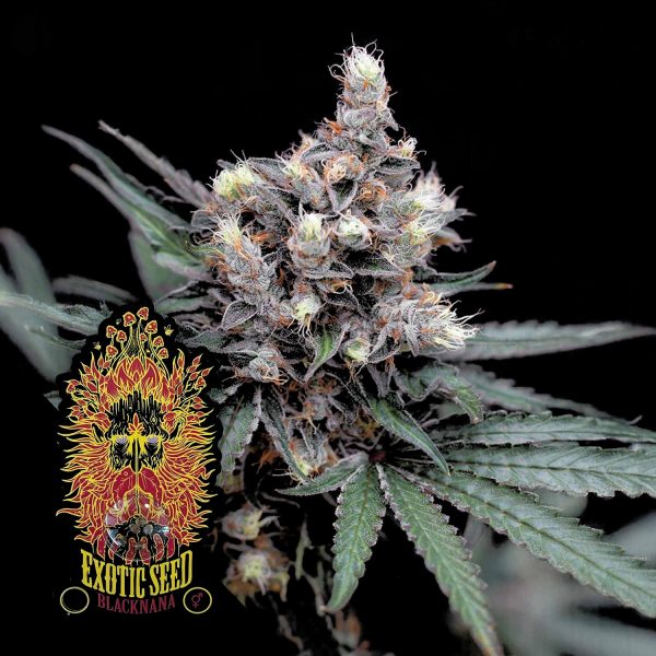 Exotic Seeds Blacknana Reg