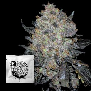 Blackwater Cali Connection