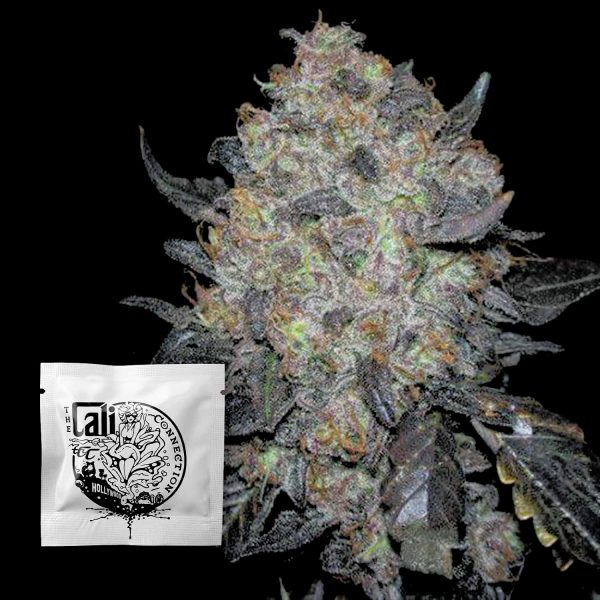 Cali Connection Blackwater