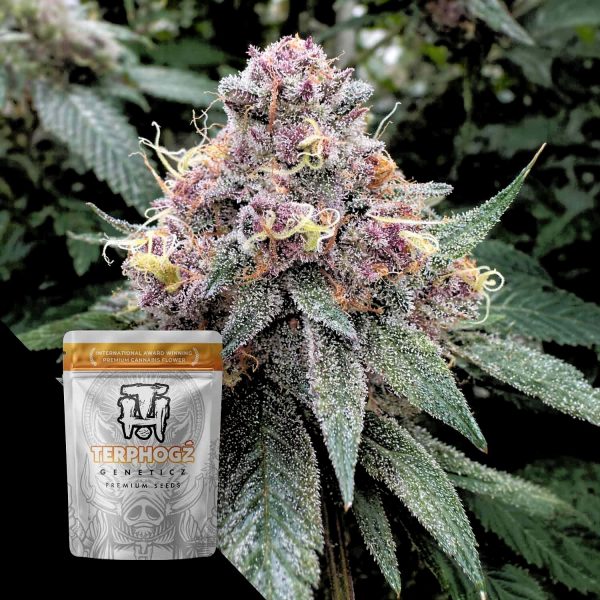 Terphogz Blooberry Z