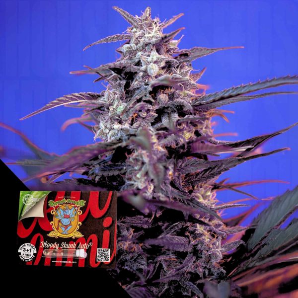 Sweet Seeds Bloody Skunk Auto